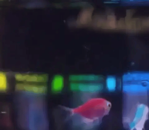 Mini Shave® - Afeitarte nunca fue tan facíl